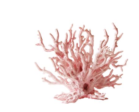 Pink coral isolated on whiteの写真素材