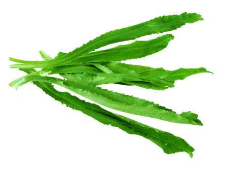 Long corianderの写真素材