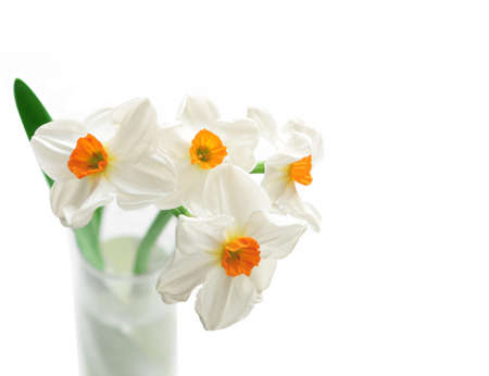 White daffodil flowers isolated on whiteの写真素材