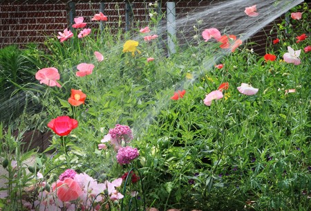 Watering flowers in the gardenの写真素材