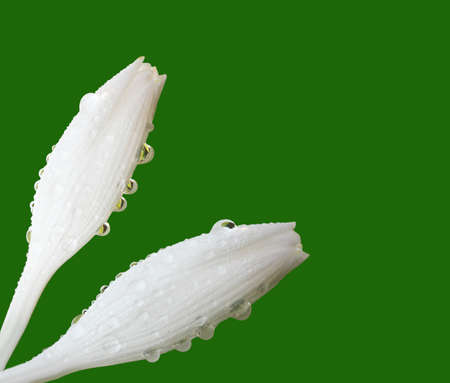 Hosta white flowerの写真素材