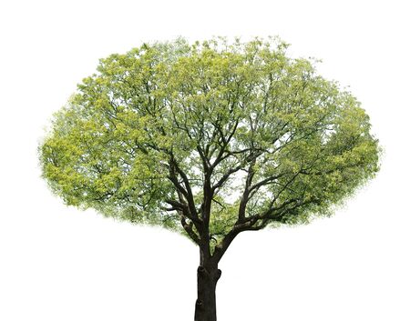 Oakの写真素材