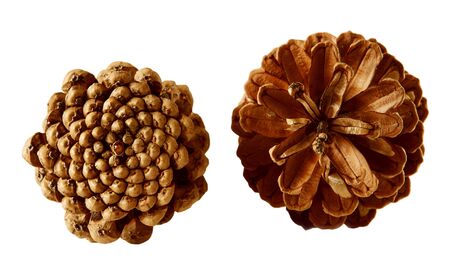 Two pine cones isolated on white