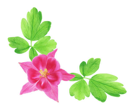 Single Aquilegia red star flowers isolated on white backgroundの写真素材