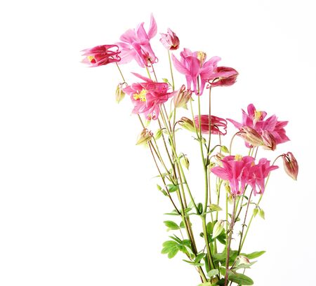 Aquilegia red star flowers isolated on white backgroundの写真素材