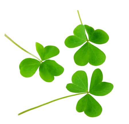 Three green shamrock leaves isolated on white backgroundの写真素材