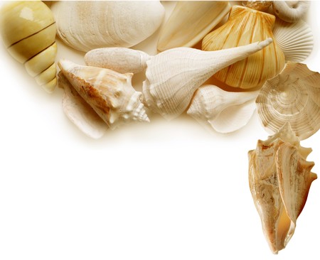 Sea shells with copy space for natural background
