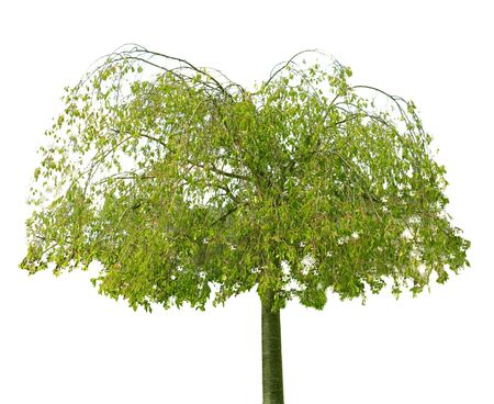Spring Green Tree isolated on whiteの写真素材