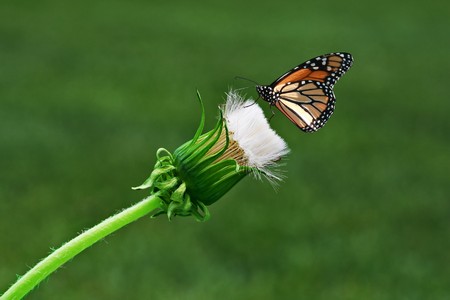 Dandelion and monarch butterflyの写真素材