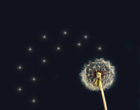 Dandelion against black backgroundの写真素材