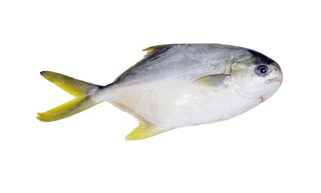 Pompano fish isolated on whiteの写真素材