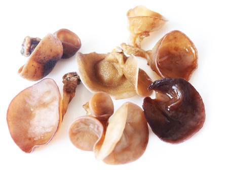 Mushrooms isolated on white backgroundの写真素材