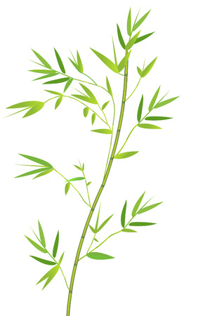 vector illustration of a bamboo branch on whiteのイラスト素材