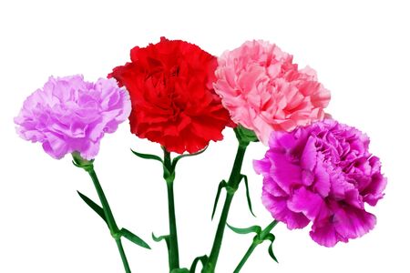 Four carnation dianthus flowers isolated on whiteの写真素材