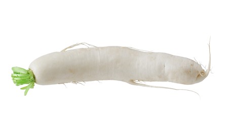 single fresh daikon white radish root isolated の写真素材