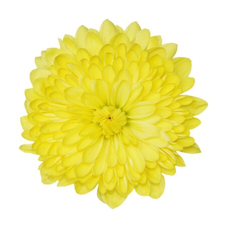 Fresh yellow chrysanthemum flower isolated on whiteの写真素材