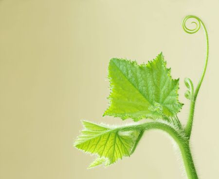 Young squash leaves on vine for isolated on yellow backgroundの写真素材