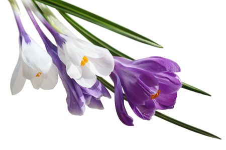 White and purple crocus flowers isolated の写真素材