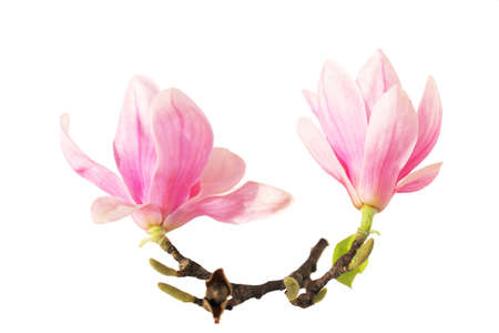 Two magnolia flower on branch isolated on whiteの写真素材