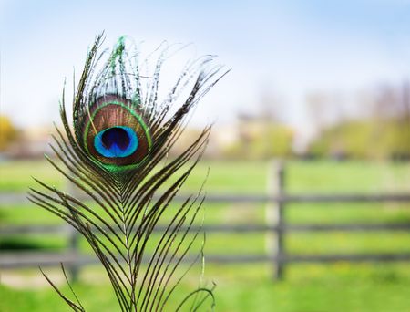 Single beautiful peacock feather on the farmの写真素材