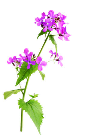 Wild purple mustard flower plant isolated on white
