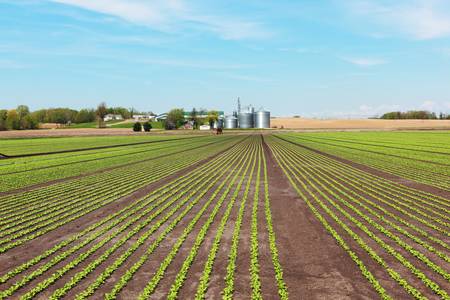 Scenic farm with radish rows on the fieldの写真素材