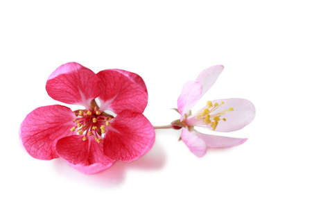 Two cherry flowers isolated on white backgroundの写真素材