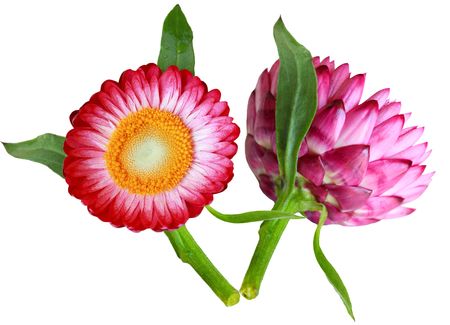 Two sides of a helichrysum flower isolated on whiteの写真素材