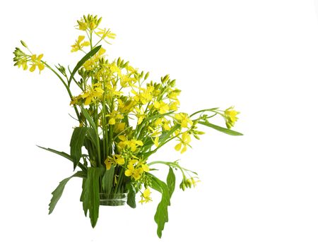 Bundle of rapeseed flowers isolated on whiteの写真素材
