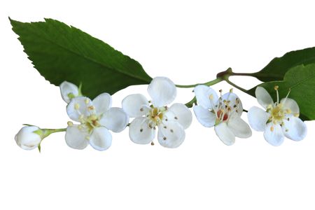 Cockspur Hawthorn flowers isolated on white backgroundの写真素材