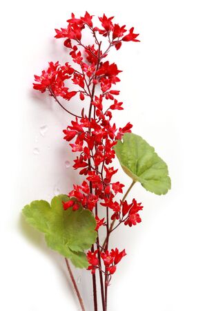 Heuchera coral bell flower plant isolated on white backgroundの写真素材