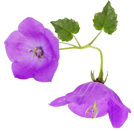 Purple bell flower isolated on white backgroundの写真素材