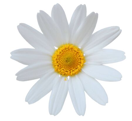 Single fresh daisy flower isolated on whiteの写真素材