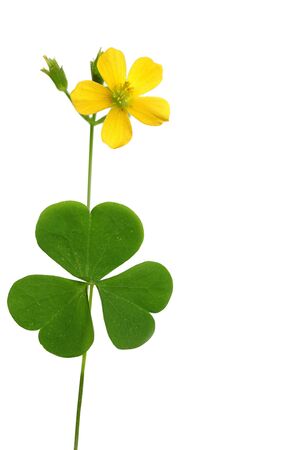 Shamrock leaf and flower isolated on whiteの写真素材