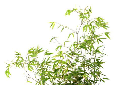 Bamboo bush isolated on white backgroundの写真素材