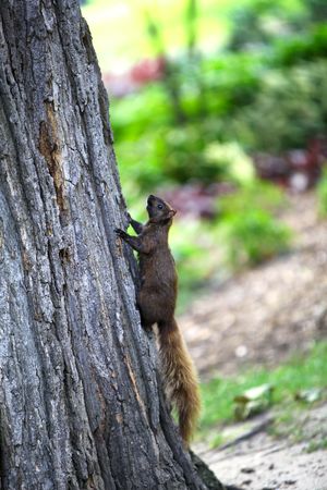 Black squirrel climbing on a tree in the park