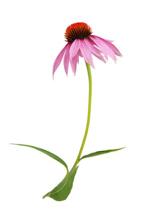Echinacea purpurea coneflower Flower isolated on white backgroundの写真素材