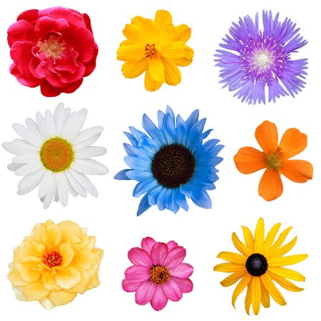 Set of flowers isolated on white backgroundの写真素材