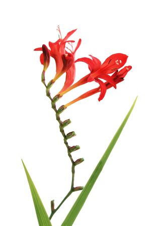Byzantine Gladiolus flower isolated on white backgroundの写真素材