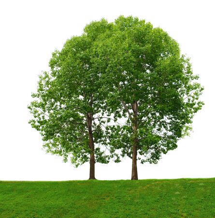 Two green trees isolated on white backgroundの写真素材