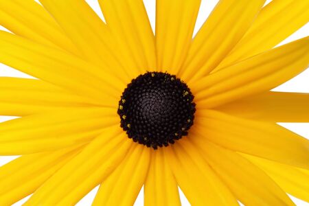 Close up of a black eyed susan flower headの写真素材
