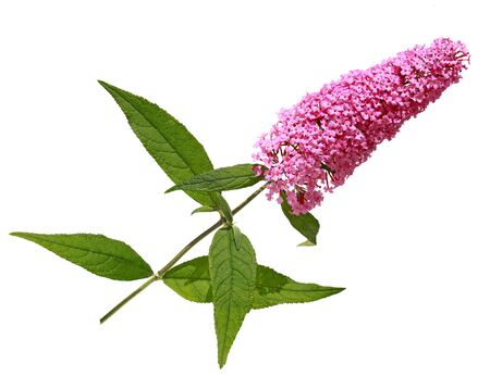 Summer Lilac butterfly bush isolated on whiteの写真素材