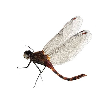 Dead red dragonfly isolated on white background