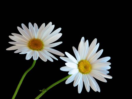 Two daisy flowers isolated on black backgroundの写真素材
