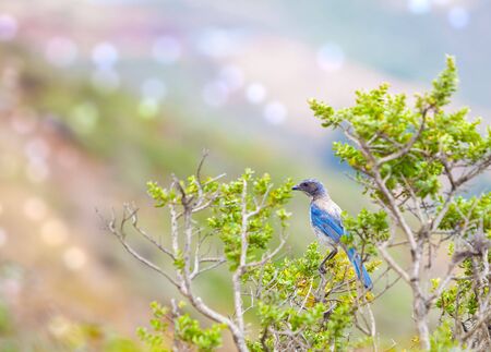 Western blue bird sitting on the branch in the summer timeの写真素材