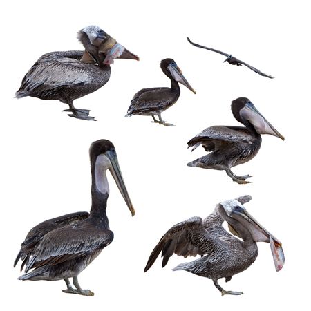 Set of brown pelicanus isolated on white backgroundの写真素材
