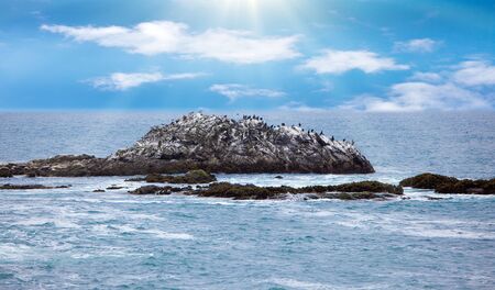 Rocky birds at Pacific ocean coasline in Californiaの写真素材