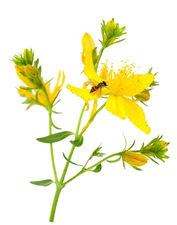 Common St. Johnswort Hypericum perforatum yellow wild flowers and flyの写真素材
