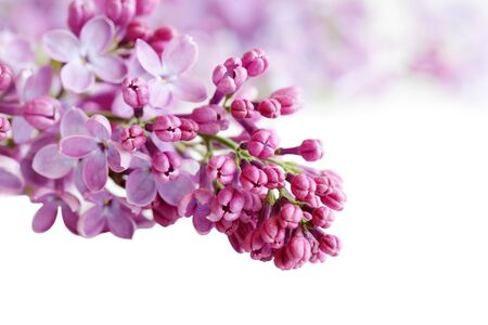Fresh Lilac flower cluster isolated on white backgroundの写真素材