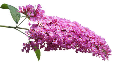 Fresh summer lilac flower isolated on white